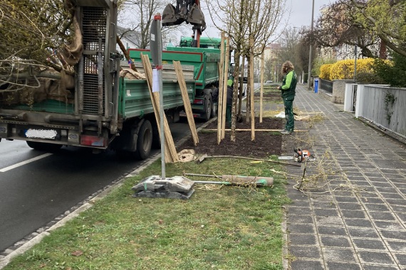 Baumpflanzung von Cornus mas in der Oedenberger Straße