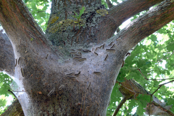 Eichenprozessionsspinner Nest Am Baum
