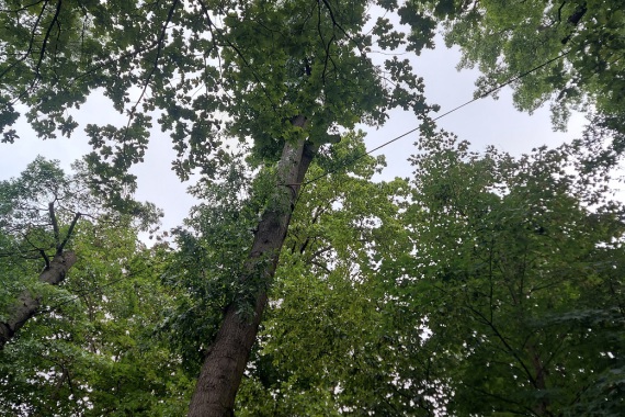 Der bestehende Baumstamm wird durch Seile zwischen zwei Bäumen erhalten