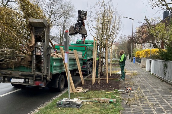 Oedenbergerstraße Cornus mas Pflanzung 2022
