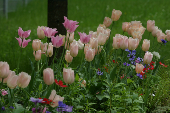 Tulpen am Europaplatz