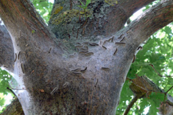 Eichenprozessionsspinner Nest Am Baum