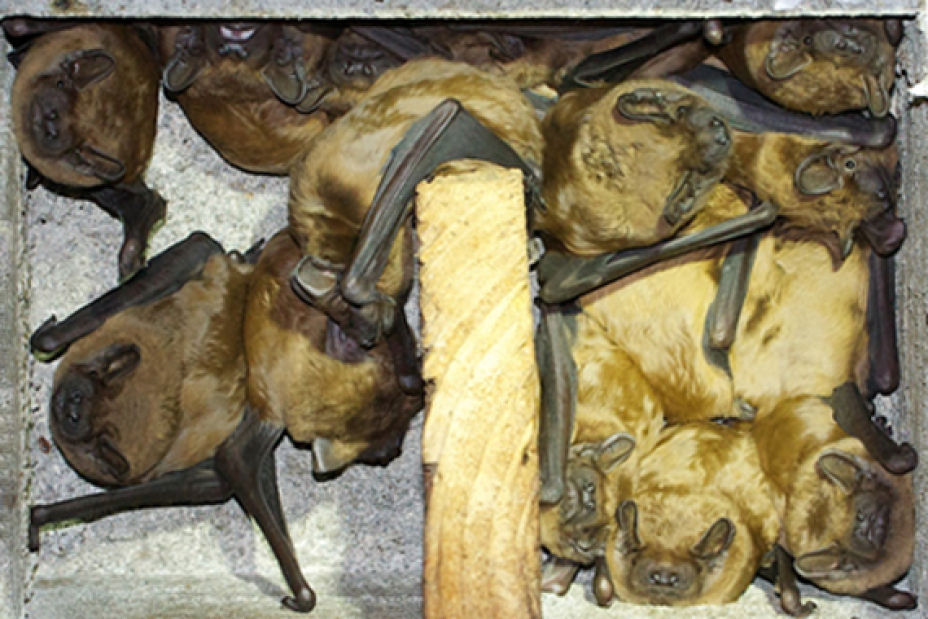 Abendseglergruppe, Bild © Detlev & Bettina Cordes