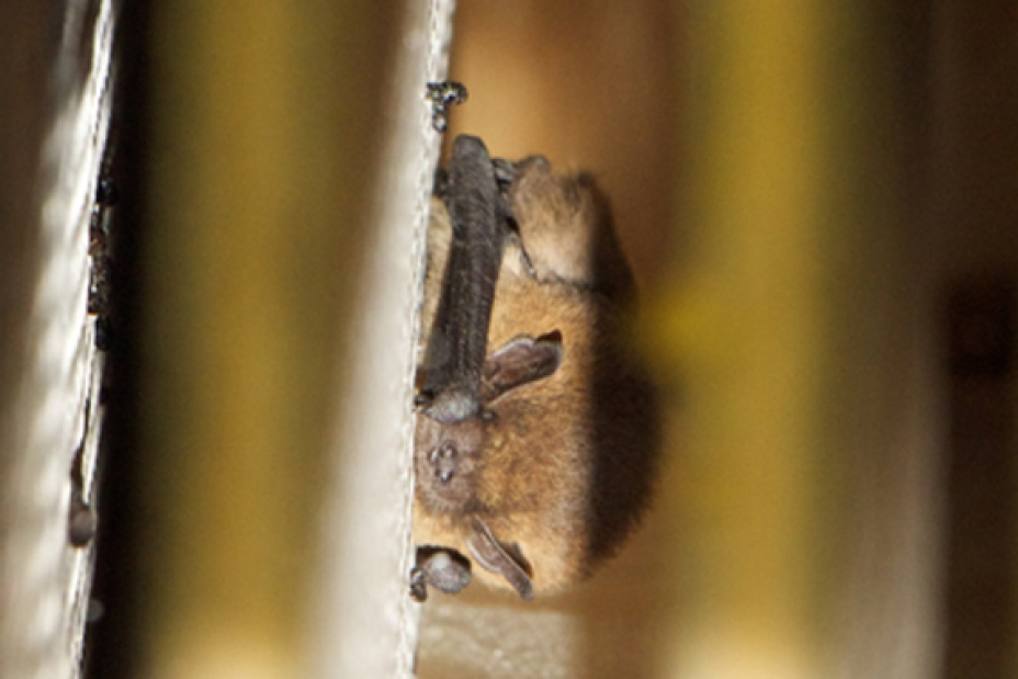 Zwergfledermaus, Bild © Detlev & Bettina Cordes