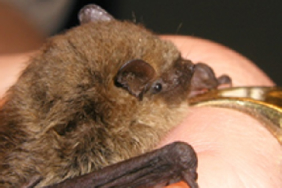 Mückenfledermaus, Bild © Detlev & Bettina Cordes
