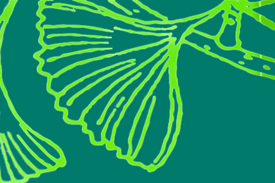Ginkgo-Blätter