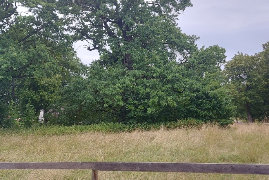 Eine Einzäunung hält die Altbäume geschützt, damit sich diese weiterhin entwickeln können und keine Gefährdung des Verkehrs darstellen, Bild © Florian Demling / SÖR / Stadt Nürnberg