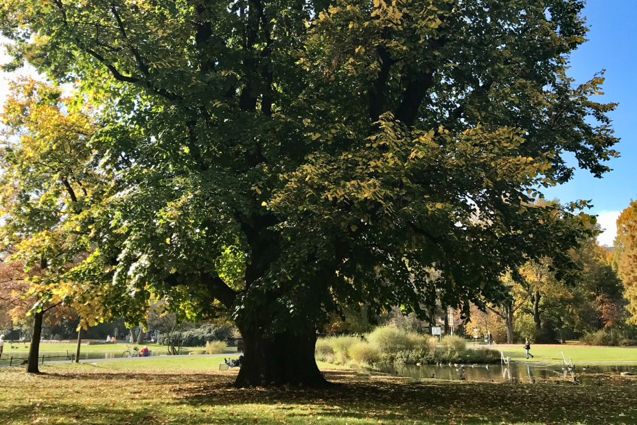 Alte Linde im Stadtpark