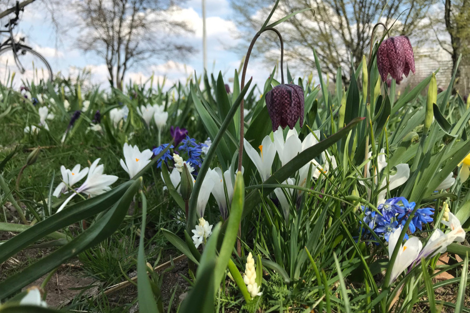 Bio Fruehjahrsblueher Woehrder Taluebergang, Bild © SÖR / Stadt Nürnberg