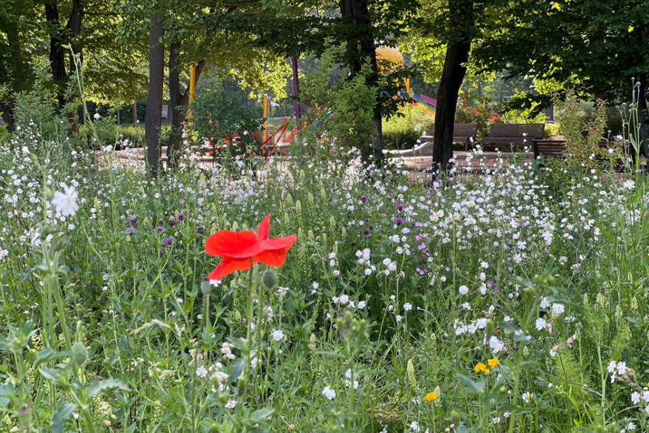 Bio Bluehwiese Kontumazgarten Spielplatz, Bild © SÖR / Stadt Nürnberg