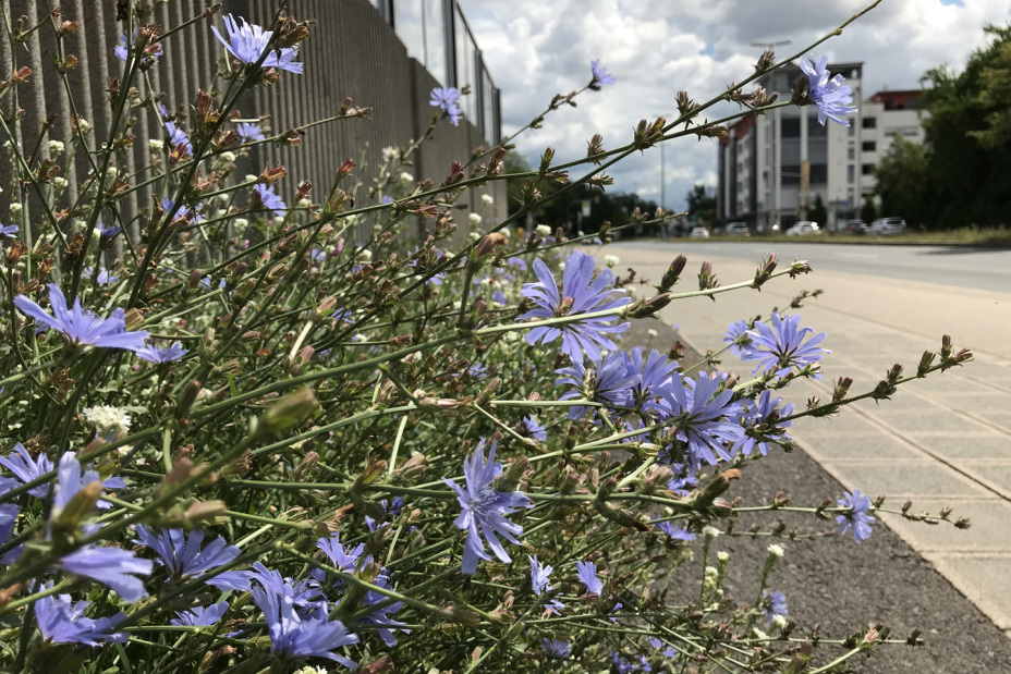 Bio Bluehstreifen Strasse, Bild © SÖR / Stadt Nürnberg