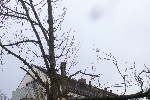 Abgeknickter Baum