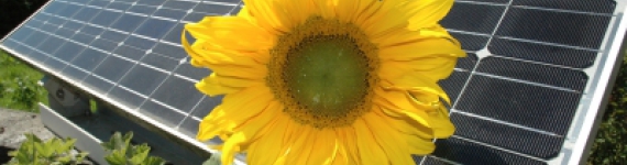 Sonnenblume vor Solarzelle