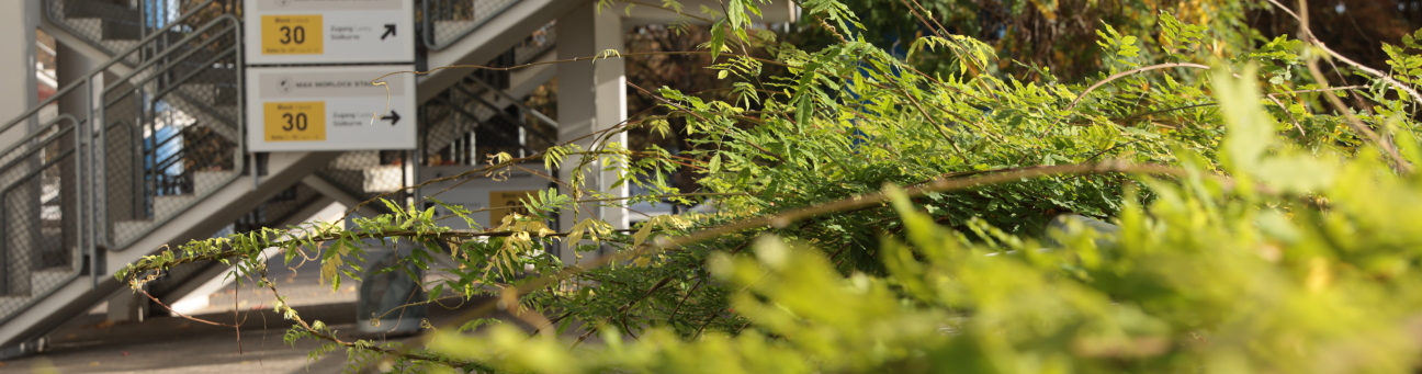 Kletterpflanzen an der Südkurve des Stadions