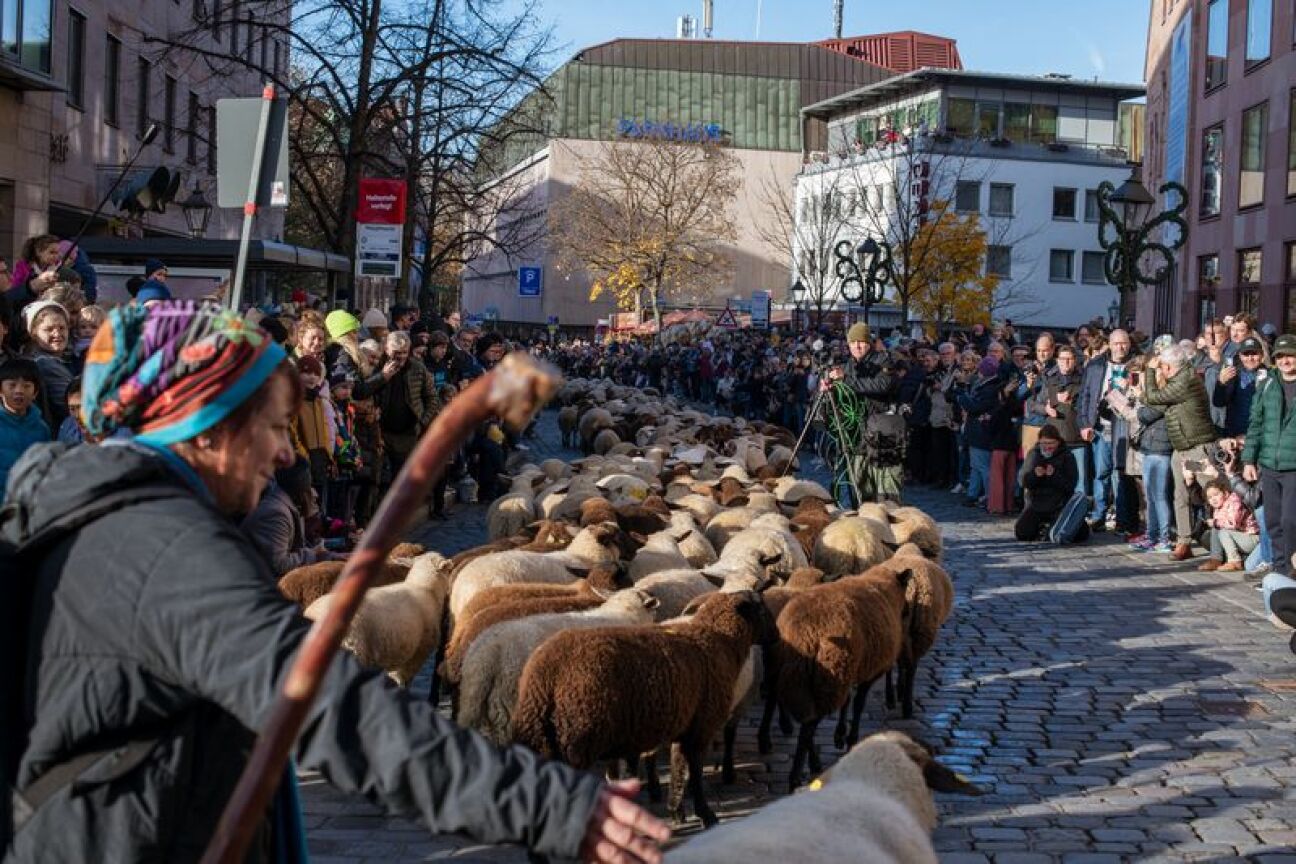 Schafe bahnen sich ihren Weg durch die Altstadt, Bild © Marta Beck / Stadtarchiv Nürnberg