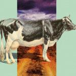 Buchcover von Anja Gmeinwiesers Buch "Wir Königinnen"