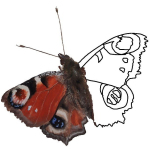 Schmetterling gemalt