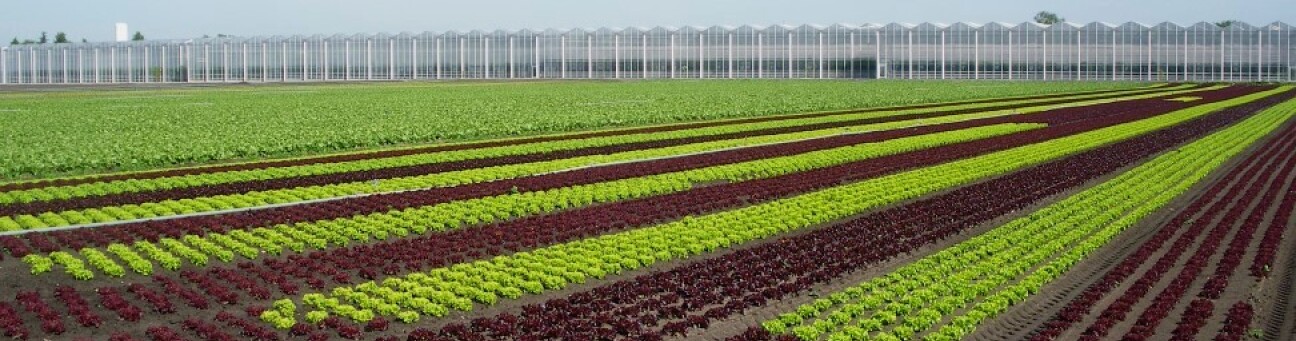 Ansicht eines großen Gewächshauses, Bild © stadtplanungsamt / stadt nuernberg