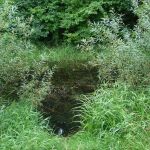 Biotop der Gruendlach im Bereich Neunhof Nord