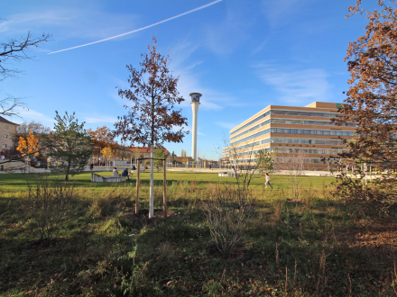 Foto von einer Wiese mit ein paar Bäumen und Büschen. Im Hintergrund stehen verschiedene Gebäude. Auf der rechten Seite ist ein großes Gebäude mit vielen Fenstern. In der Mitte steht ein Turm.