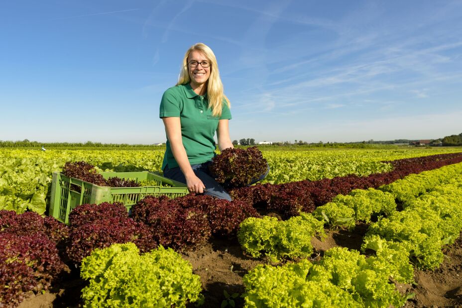 Salaternte auf einem Feld im Knoblauchsland.