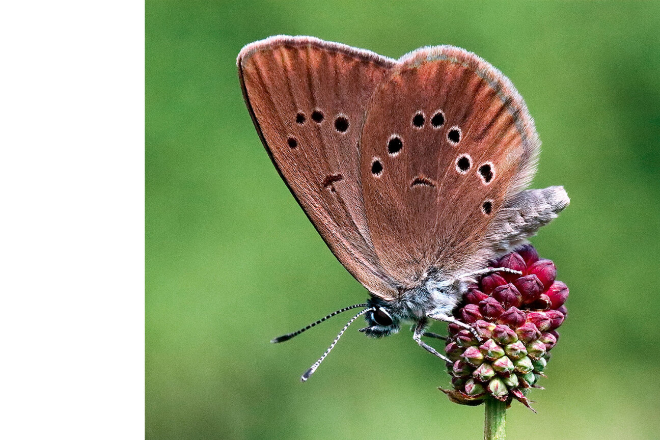 Ein Dunkler Wiesenknopf-Ameisenbläulingsitzt auf einer Blüte auf einer Wiese bei Katzwang., Bild © Erich Hochreuther / Stadt Nürnberg