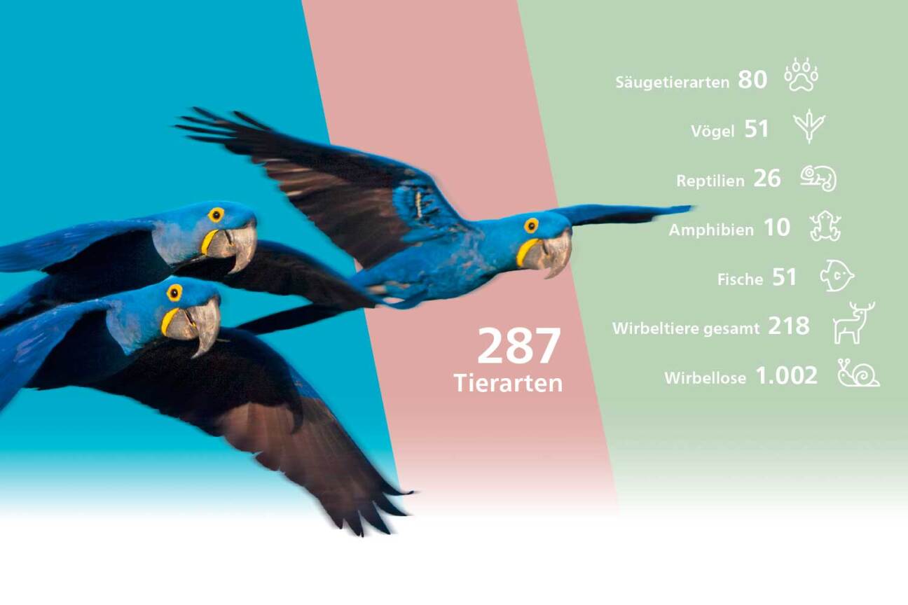 Nürnberg Heute 113: 287 Tierarten im Tiergarten, Bild © Adobe Stock/Aussie Anouk/Stadtgrafik