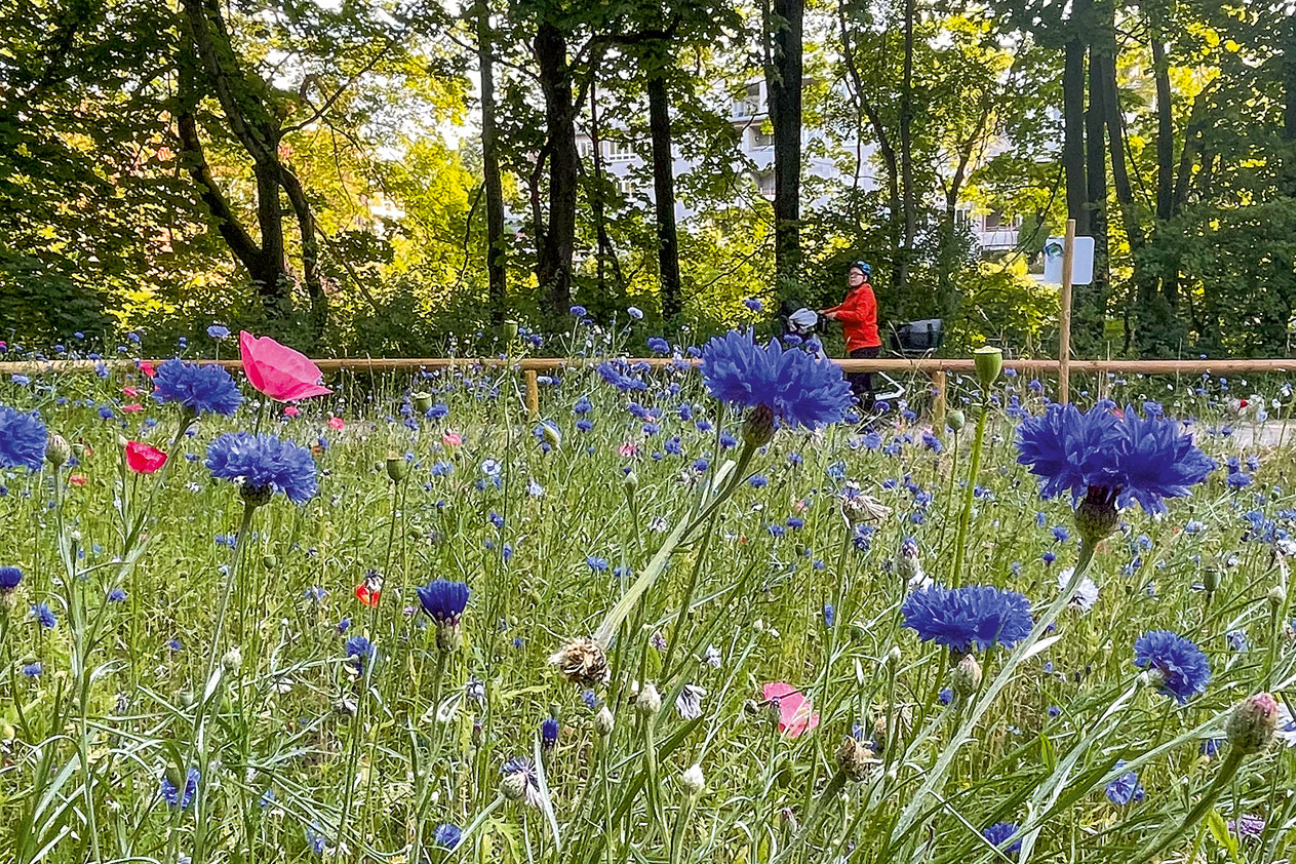 Blühwiesen am Pegnitz-Uferweg, Bild © André Winkel / Stadt Nürnberg