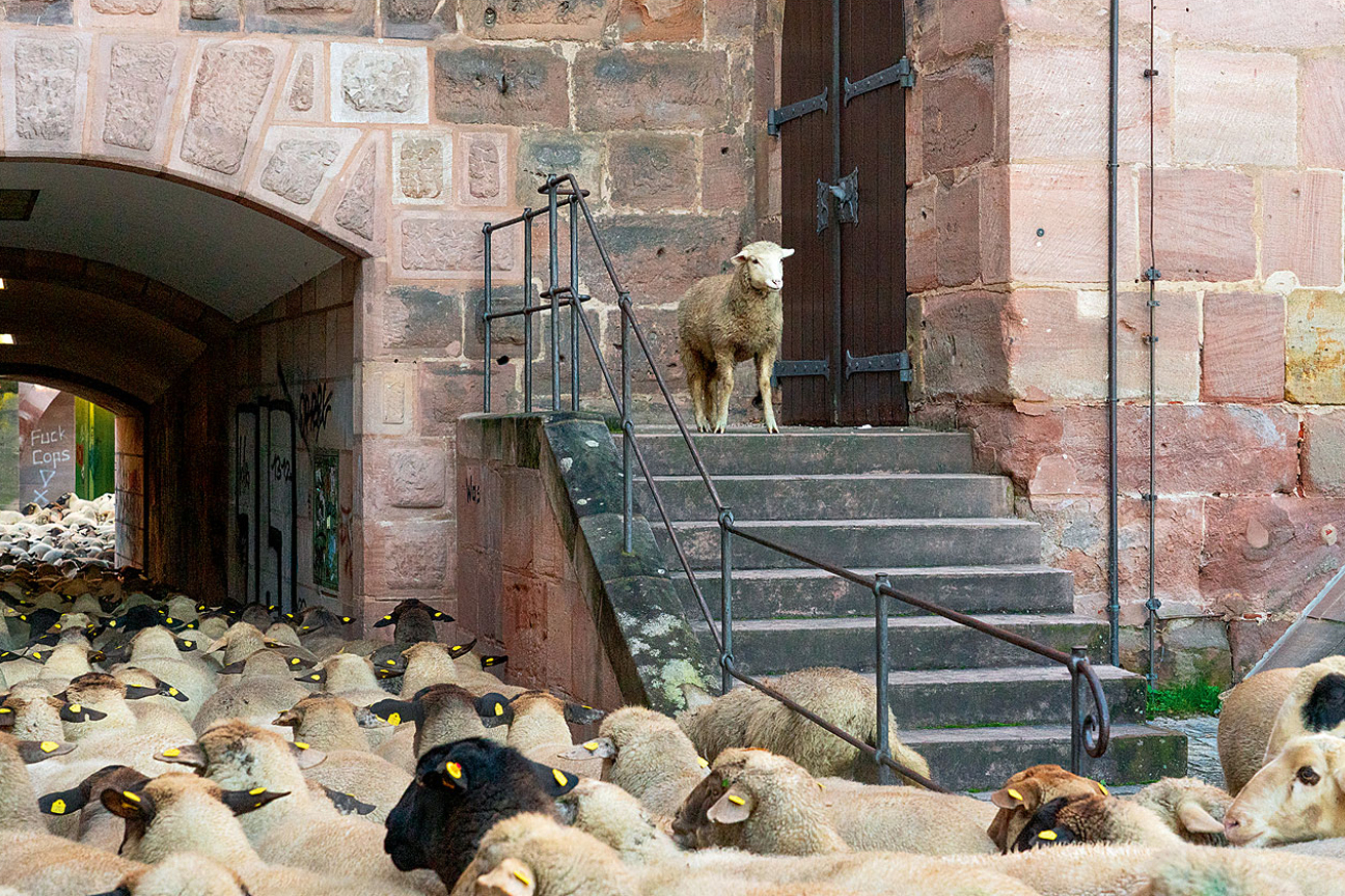 Eine Schafsherde quert die Nürnberger Altstadt. Hunderte Schafe werden durch die teils engen Gassen getrieben., Bild © Simone Birnstein / Stadt Nürnberg
