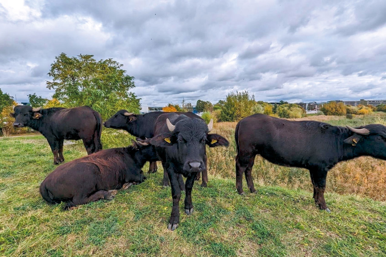Wasserbüffel am Flughafen Nürnberg, Bild © Jan Beinßen / Stadt Nürnberg