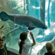 Kinder betrachten durch die riesige Kunstglasscheibe die schwimmenden Manatis