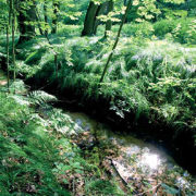 Nahe dem Naturgartenbad fließt der Tiefgraben durch einen malerischen Auwald.