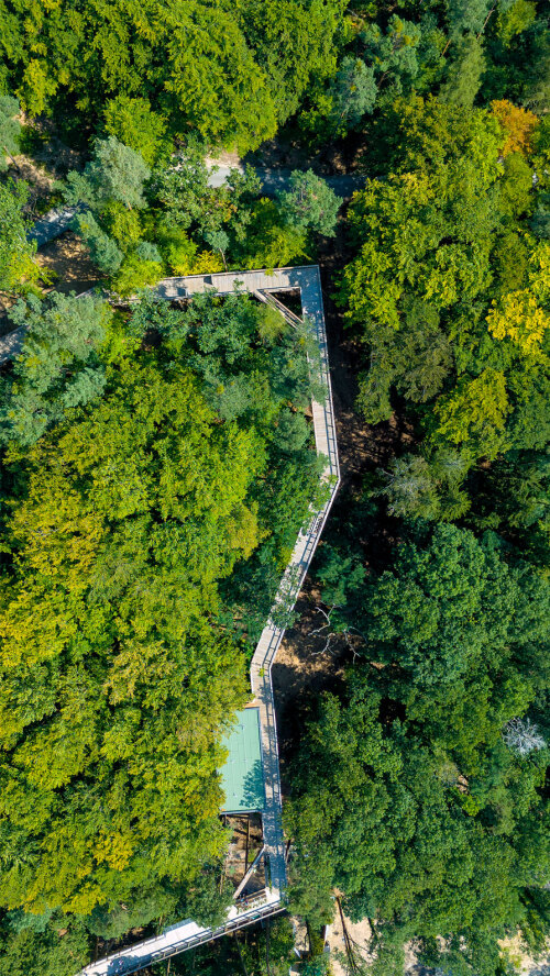Durch dichte Baumkronen können Besucherinnen und Besucher auf dem Klimawaldpfad im Tiergarten spazieren – in 20 Metern Höhe und barrierefrei. Hier kommen sie dem Wald ganz nah und erfahren mehr über den Klimawandel und seine Folgen. © Marius Marthold / Stadt Nürnberg
