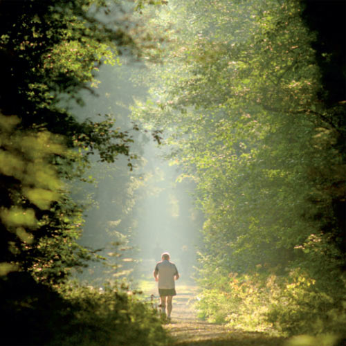 Mischwald © Herbert Liedel