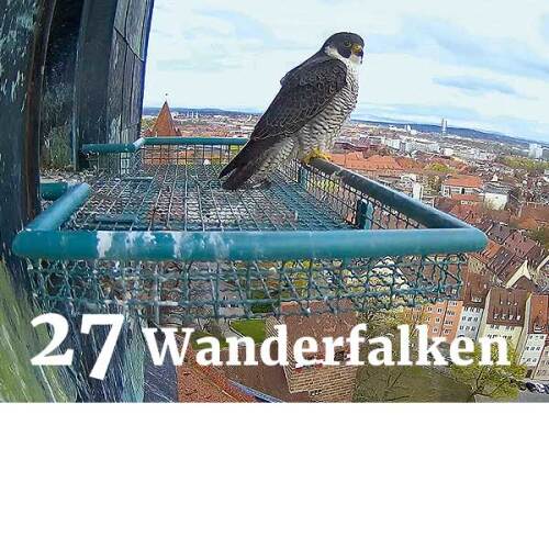 © Regierung von Mittelfranken Wanderfalke vor einem Brutplatz auf dem Sinwellturm der Kaiserburg © Regierung von Mittelfranken