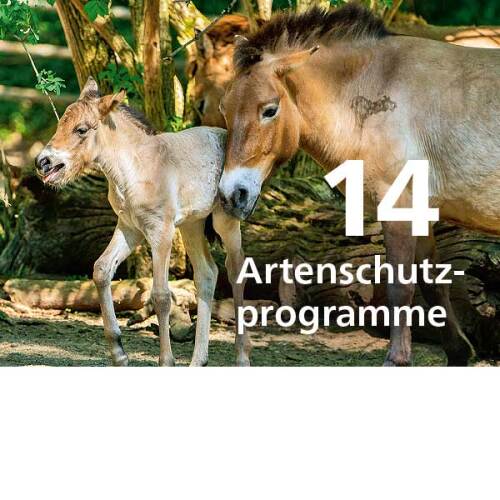 Nürnberg Heute 113: Przewalski-Pferde © Tom Burger / Tiergarten Nürnberg/Stadtgrafik
