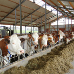Die 65 Milchkühe können sich in ihrem modernen Stall frei bewegen. 
