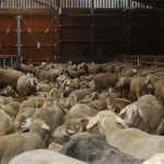 In der kalten Jahreszeit leben die 1.500 Schafe von Erich Kißlinger in Ställen nördlich von Buchenbühl.