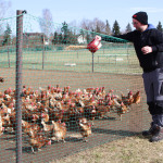 Kurze Wege: Die Eier für den Verkauf kommen von den eigenen Hühnern.