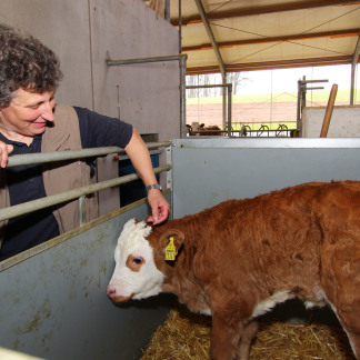 ( Bild: Mile Cindric / Stadt Nürnberg ) Um die Kälbchen kümmert sich vor allem Renate Amm. Alle Tiere kommen aus eigener Zucht.