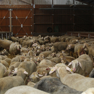 ( Bild: Mile Cindric / Stadt Nürnberg ) In der kalten Jahreszeit leben die 1.500 Schafe von Erich Kißlinger in Ställen nördlich von Buchenbühl.