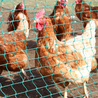 ( Bild: Mile Cindric / Stadt Nürnberg ) In mobilen Hühnerställen und -gehegen haben die Tiere genug Platz zum Picken und Scharren.