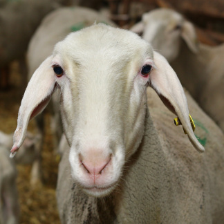 ( Bild: Mile Cindric / Stadt Nürnberg ) Für die Landschaftspflege ist das Schaf in den letzten Jahren wiederentdeckt worden.