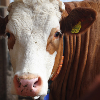 ( Bild: Mile Cindric / Stadt Nürnberg ) Sensoren am Halsband messen, wie viel sich die Tiere bewegen, und ermitteln damit fruchtbare Tage.