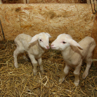 ( Bild: Mile Cindric / Stadt Nürnberg ) Etwa 1.000 Lämmer werden jedes Jahr in der Schäferei von Erich Kißlinger geboren. Wenn sie groß genug sind, geht der Schäfer mit seiner Herde auf Wanderschaft.