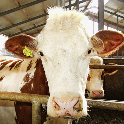 © Mile Cindrić Nh 104 Tiere © Mile Cindrić