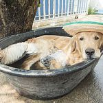 Happy dog relax in summer