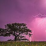 Old oak and lightning bolt