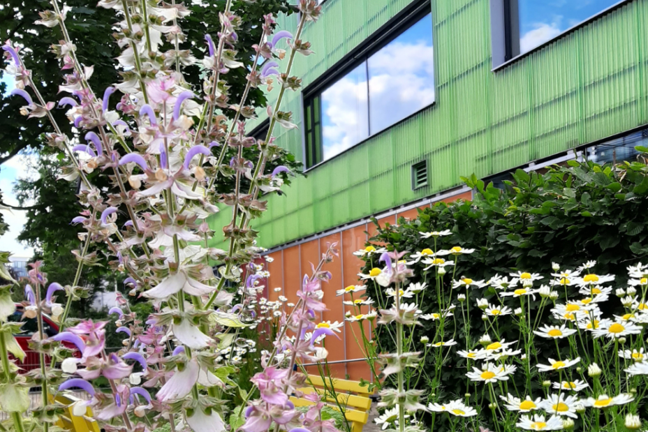 Blumen im suedpunkt Gärtchen