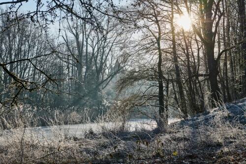 Raureif im Wald in Unterbürg
